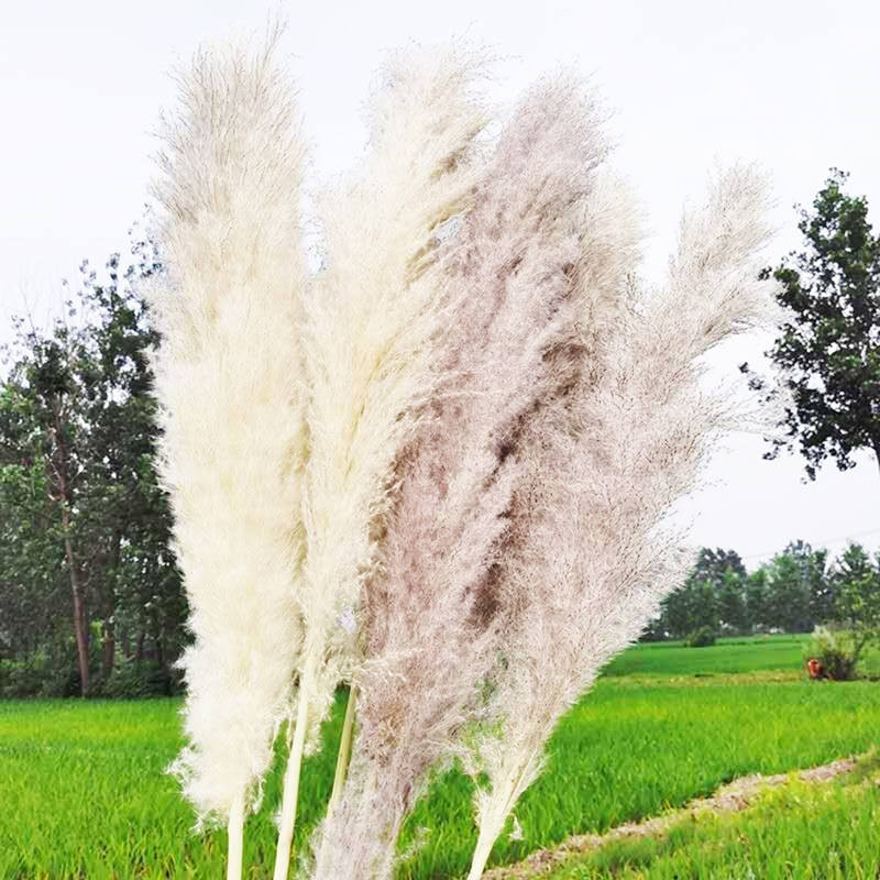 Where does pampas grass grow